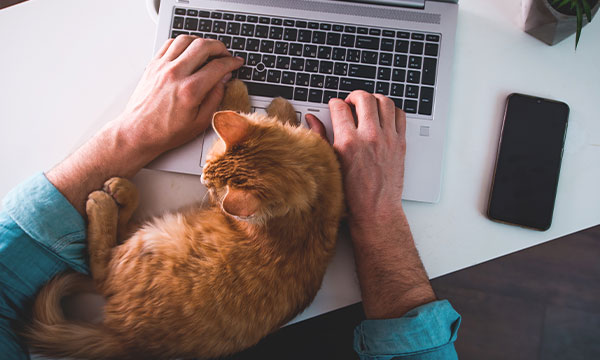 Person working on a laptop with a ginger cat sat on the laptop keyboard