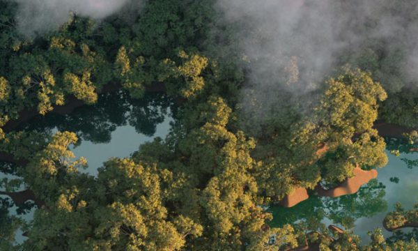 Aerial view of forests