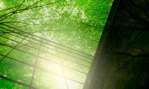 Green tree branches with leaves and sustainable glass building