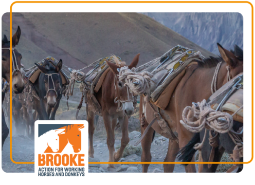Image of donkeys walking with Brooke Action for Working Horses and Donkeys logo